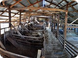 Shed catching pens panorama