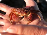 4a_Montgomery_Reef041