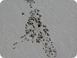 Broome sand bubbler crab